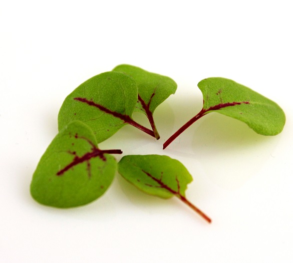 Šťavel s červenými žilkami na mikrozeleninu Red Veined Sorel 5 g